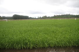 Atividade Agrícola a Campo