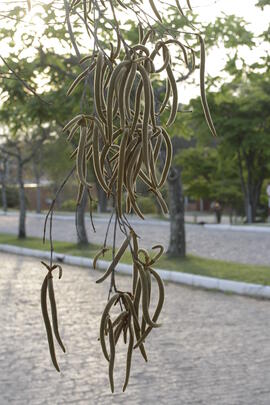 Pessoas, lugares e caminhos da Universidade Federal de Santa Maria
