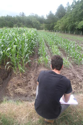 Atividade Agrícola a Campo