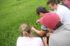 Atividade Agrícola a Campo