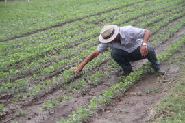 Atividade Agrícola a Campo